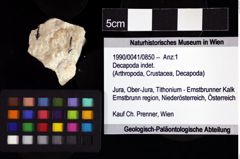 Foto (Objket + Etiketten) von Decapoda indet. 